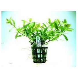 Planta N Hygrophyla Rosanervis Tk