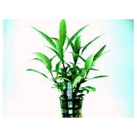 Planta N Hygrophyla Stricta Tk