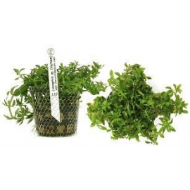 Planta N Liminophila Sp Vietnam Tk