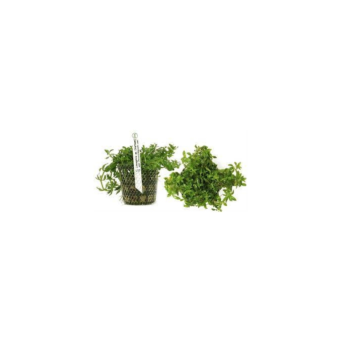 Planta N Liminophila Sp Vietnam Tk