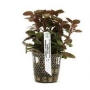 Planta N Lobelia Cardinales Tk