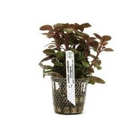 Planta N Lobelia Cardinales Tk