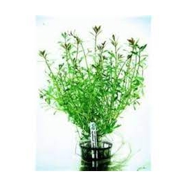 Planta N Ludwigia Arcuata Tk