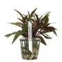 Planta N Ludwigia Glandulosa Tk