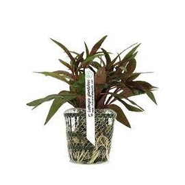 Planta N Ludwigia Glandulosa Tk