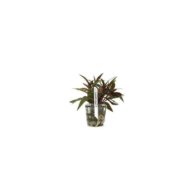 Planta N Ludwigia Glandulosa Tk