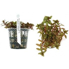 Planta N Ludwigia Inclinata Tk
