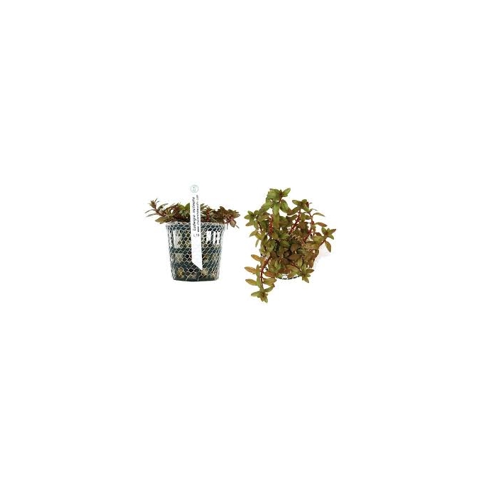 Planta N Ludwigia Inclinata Tk
