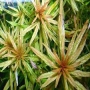 Planta N Ludwigia 