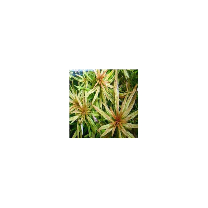 Planta N Ludwigia 