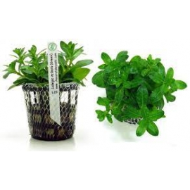 Planta N Ludwigia Inclinata Green Tk
