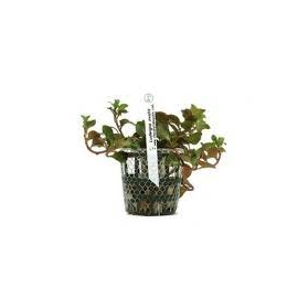 Planta N Ludwigia Ovalis Tk