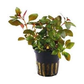 Planta N Ludwigia Rep Rubi Tk