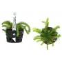 Planta N Mayaca Longipes Tk