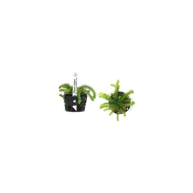 Planta N Mayaca Longipes Tk
