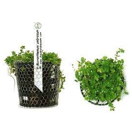 Planta N Micranthemum Umbrosum Tk
