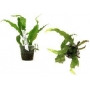 Planta N Microsorum Pteropus Tropica Tk