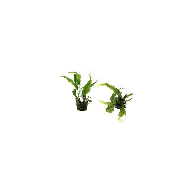 Planta N Microsorum Pteropus Tropica Tk