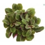 Planta N Mini Lobelia Cardinales