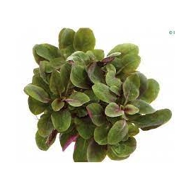 Planta N Mini Lobelia Cardinales