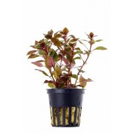 Planta N Mini Ludwigia Red