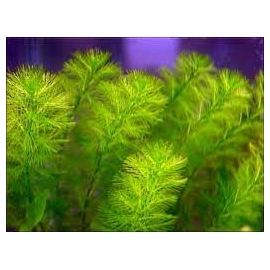 Planta N Myriophyllum Aquatico no vaso