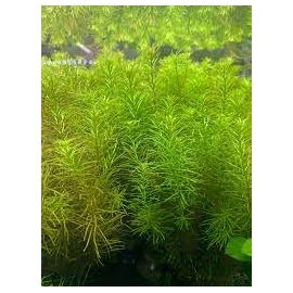 Planta N Rotala Nanjenshan