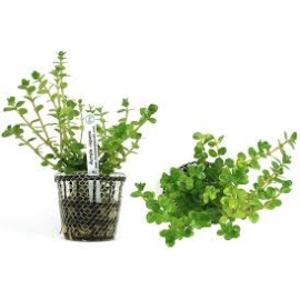 Planta N Rotala Repens Tk