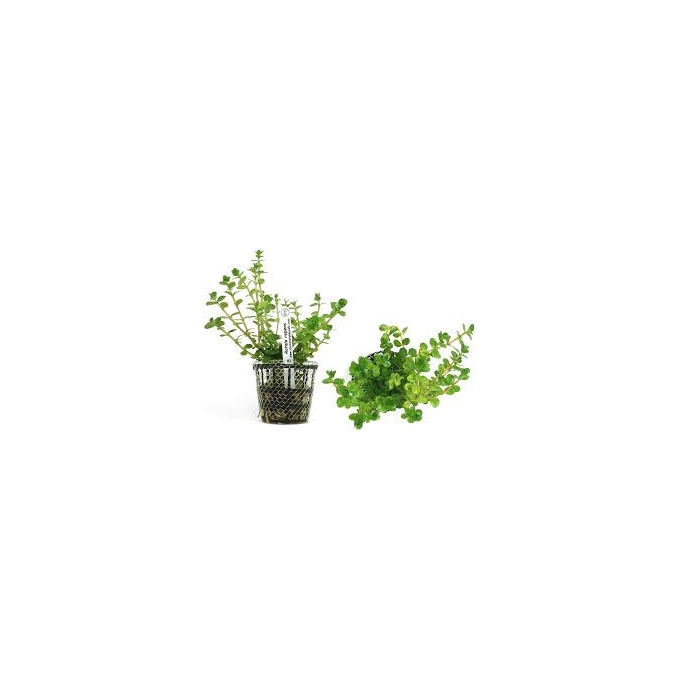 Planta N Rotala Repens Tk