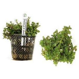 Planta N Rotala Sp Francisco Tk