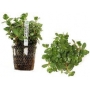 Planta N Rotala Sp Pink Tk