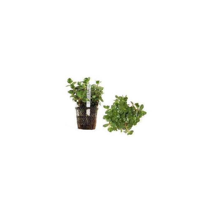 Planta N Rotala Sp Pink Tk