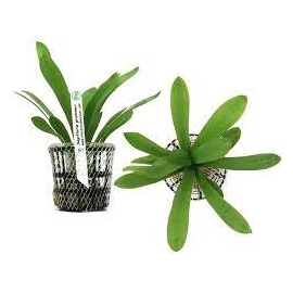 Planta N Sagitaria Graminea Tk