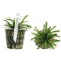 Planta N Sagitaria Subulata Tk