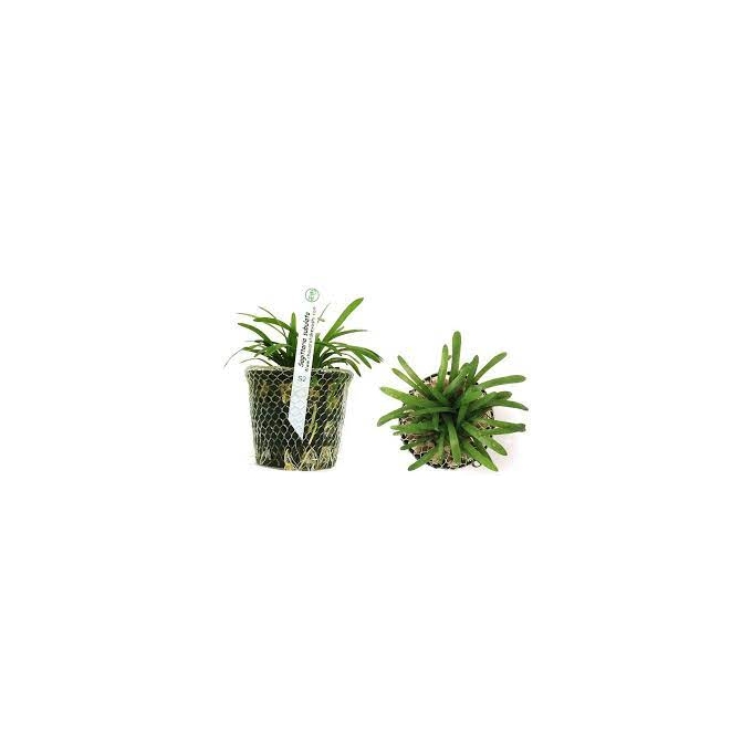 Planta N Sagitaria Subulata Tk