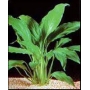 Planta N Spatiphilum