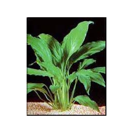 Planta N Spatiphilum gr