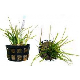 Planta N Vallisneria Nana Tk