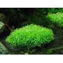 Planta N Riccia Fluitans tk