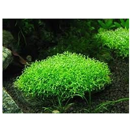Planta N Riccia Fluitans tk