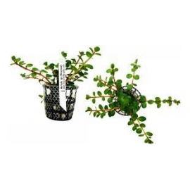 Planta N Rotala Sp Waynad Tk