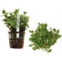 Planta N Polygonum Sp Pink Tk