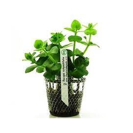 Planta N Bacopa Rotundifolia Tk