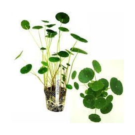 Planta N Hydrocotyle Verticillata Tk