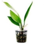 PLANTA N ANUBIA LANCEOLATA TK