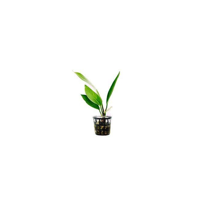 PLANTA N ANUBIA LANCEOLATA TK