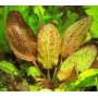 PLANTA N ECHINODORUS OZELOTE