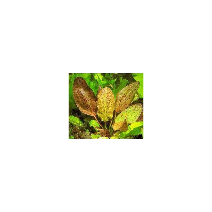 PLANTA N ECHINODORUS OZELOTE