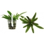PLANTA N ECHINODORUS URUGUAYENSIS TK
