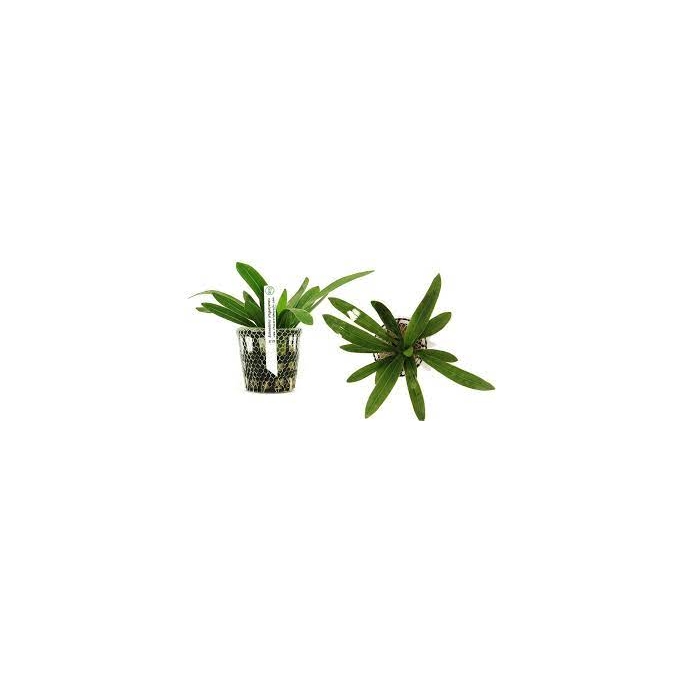 PLANTA N ECHINODORUS URUGUAYENSIS TK